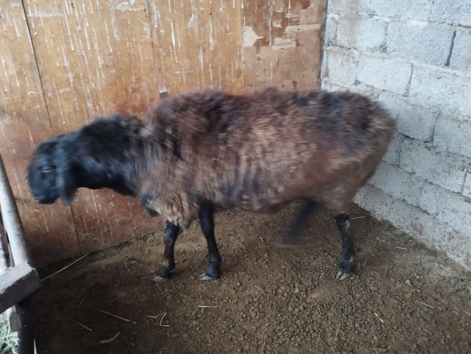 2 жасар қошқар сатылады