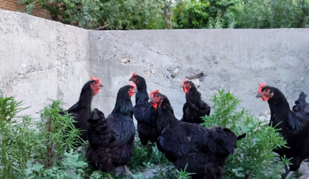 Хакикий эски зот гигант корашахзода