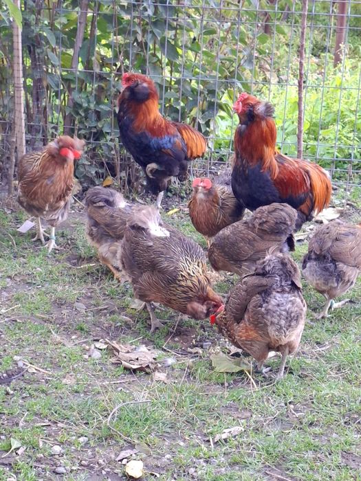 Pui araucana  . .