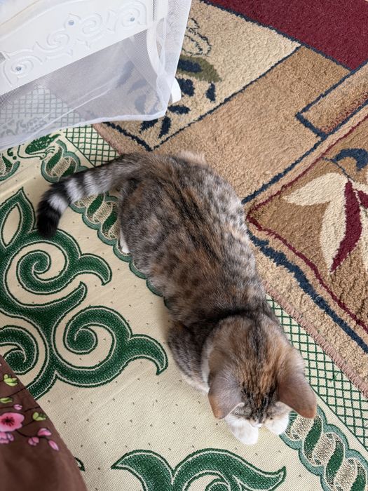 Отдам Котенка