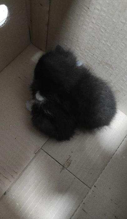 Котёнка в добрые руки