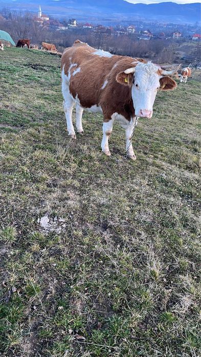 Vand vaca gestanta in 7 luni