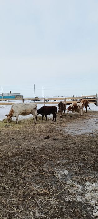Бұзаулы сиырлар сатылады