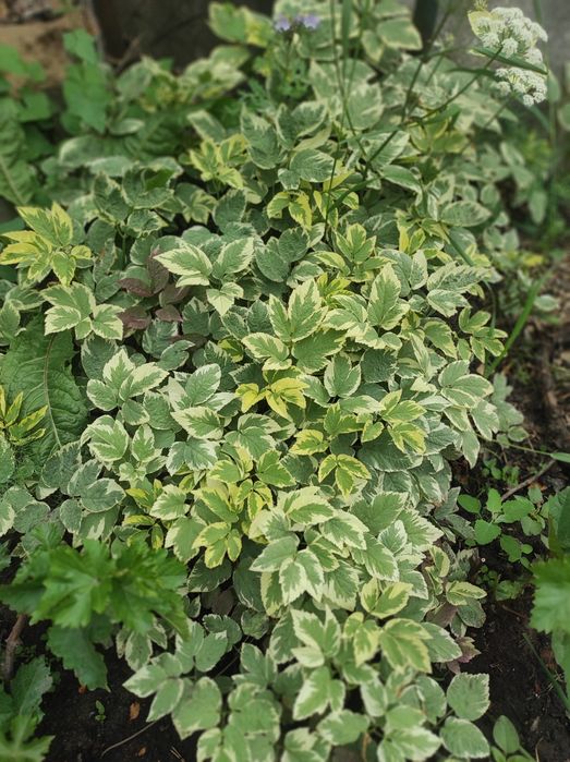 Цветы садовые многолетние