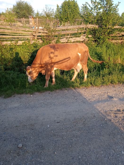Vacă de vânzare bună de lapte