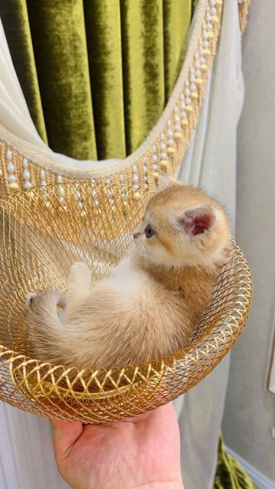 Yosh qizlar onlayn jinsiy aloqa