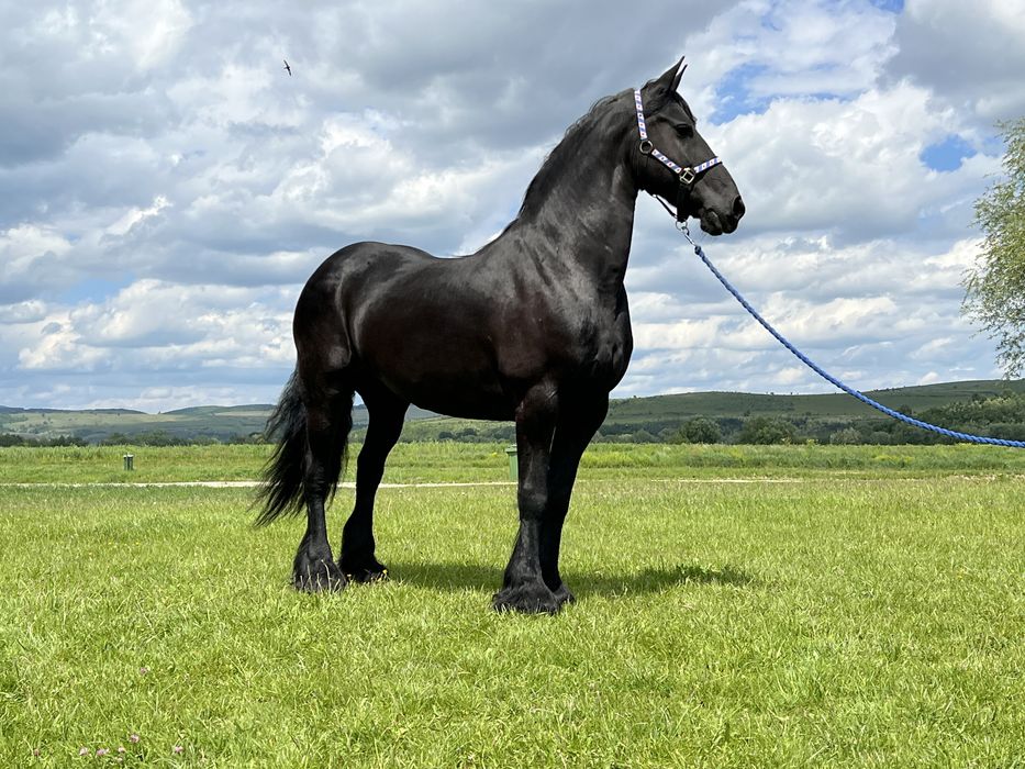 Iapă Friesian Frizian Friz echitatație călărie