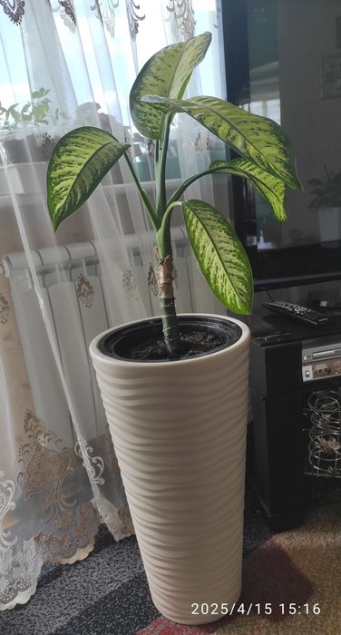 Диффенбахия в напольном кашпо