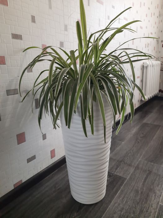 Продам цветок "Хлорофитум"