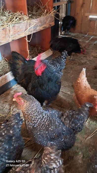 Cocosi  australop  tineri