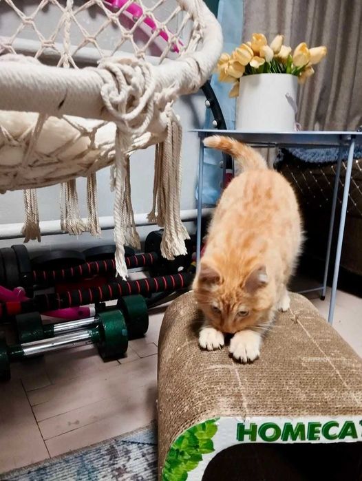 Рыжий котик ищет дом