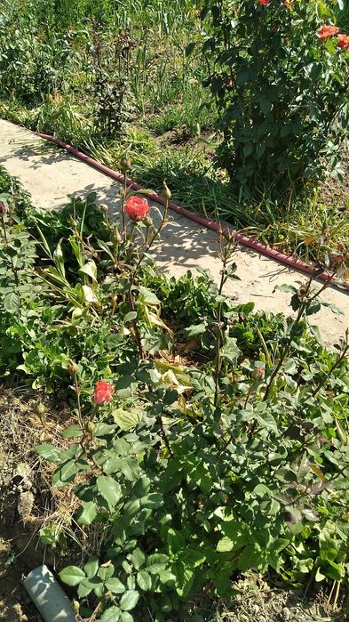 Цветы ниже рыночной