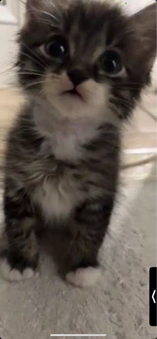 Мысық 3 айлық.