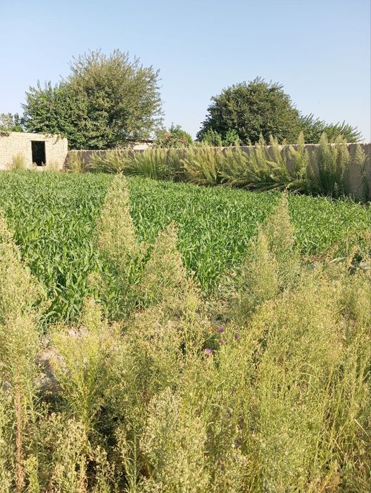 Участка Земля продается срочна