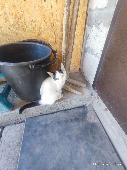 Отдам котят в хорошие руки