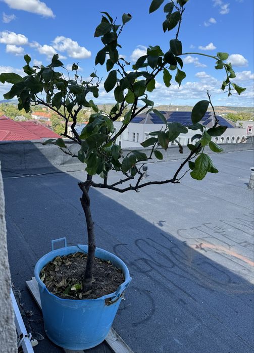 Vand Lamai mare pe rod