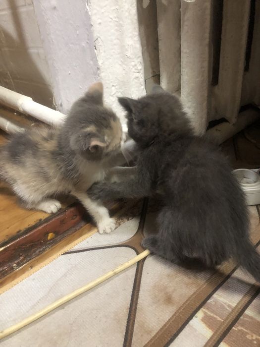 Отдам даром котят