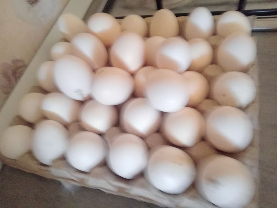 Ouă de găini italiene ptr incubat.