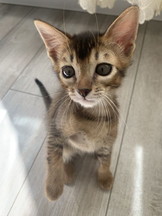 Абиссинский котенок