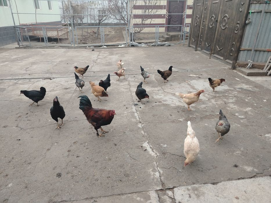 Тауықтар сатылады