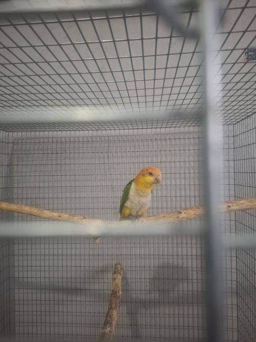 Caique cu cap portocaliu blând