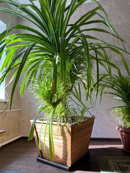 Комнатное растение Спотдантус