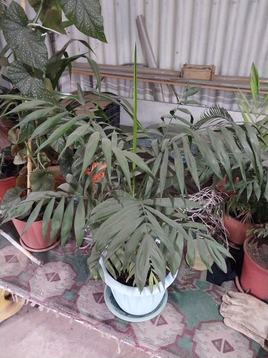 Пальма хамидорея.