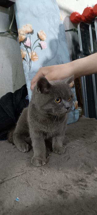 Baris Mushuk Sotiladi