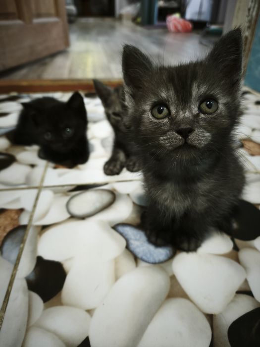 Отдам котят в добрые руки