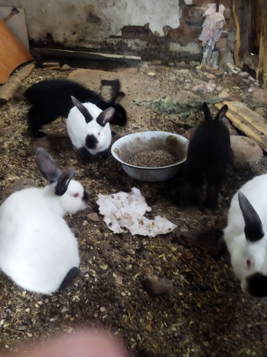 Жас қояндар калиф