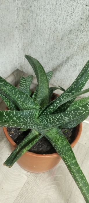 Редкое алоэ, гастералоэ Авео