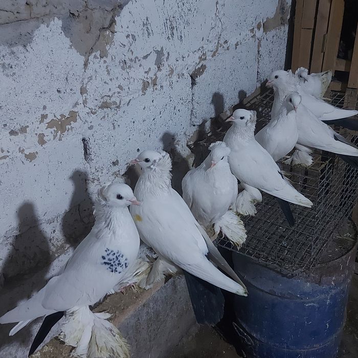 Чернахвосты лет с игрой  обрезные