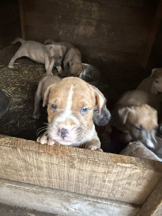 Pui amstaff american bull terrier