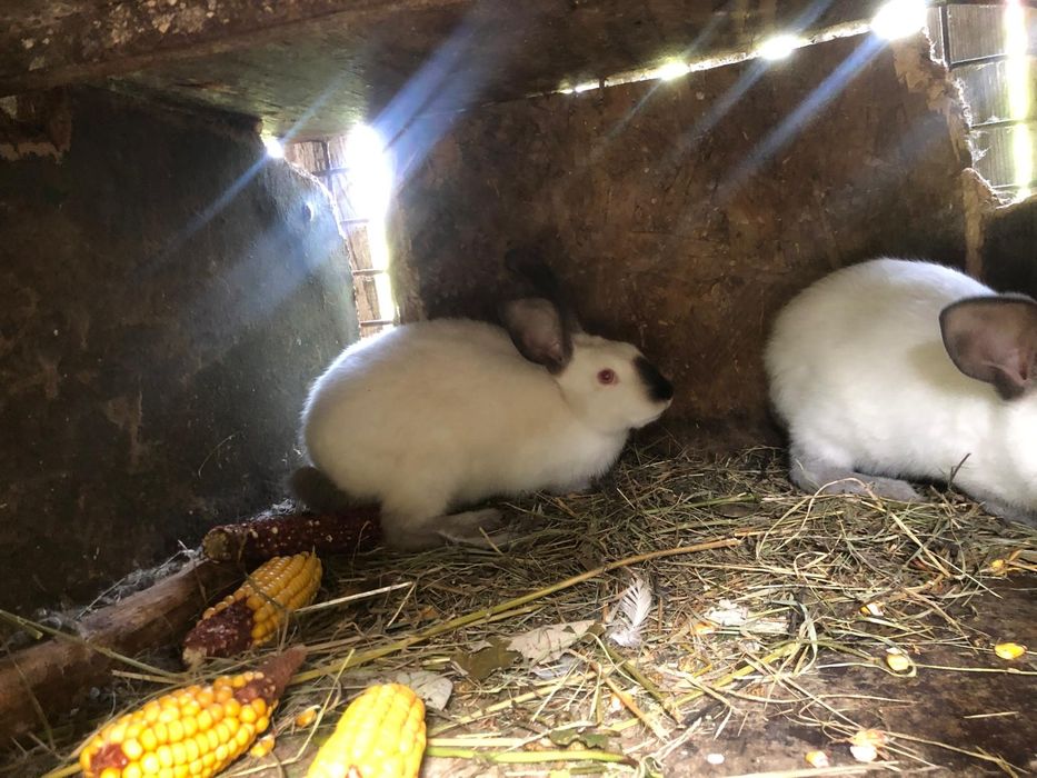 Iepuri Californieni femele si  masculi