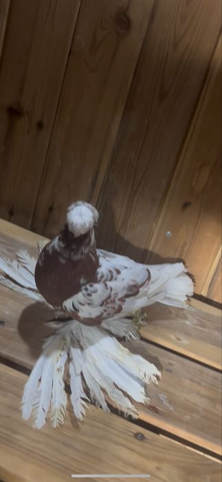 Капкан самка чинка