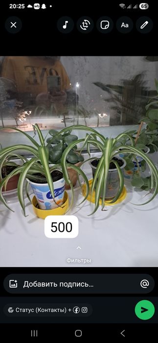 Продаётся комнатные цветы