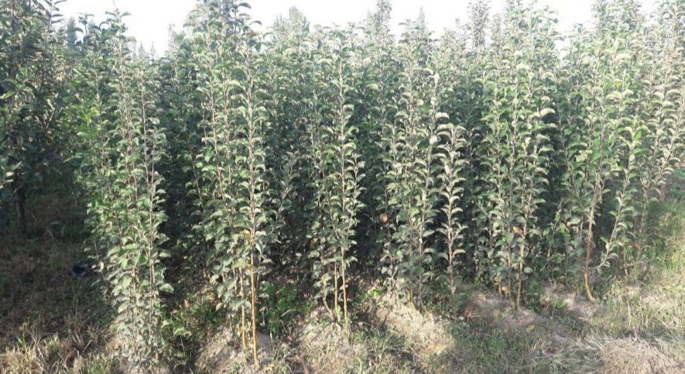 Garantiyali karlek va polekarlek kuchatlar