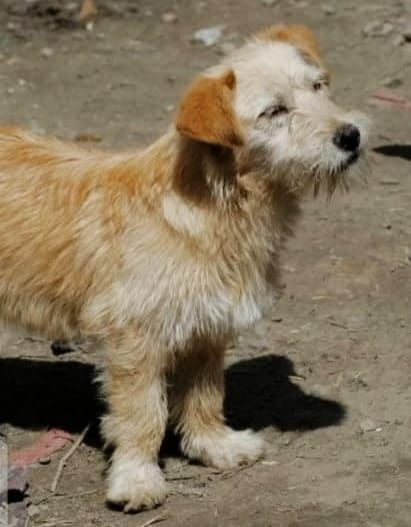 Собачки Компаньоны и звоночки