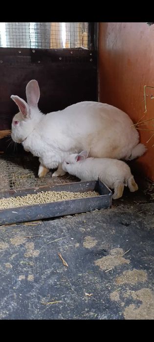 Продава Зайци Град перник