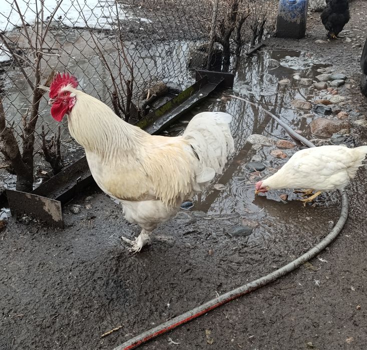 Петух помесь брамы с брессгалом