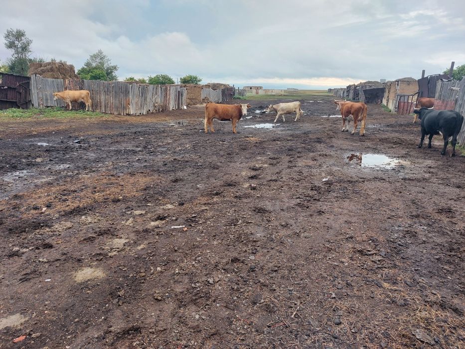 Коровы телята тёлка