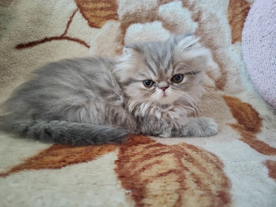 Продам персидского котёнка (девочка)