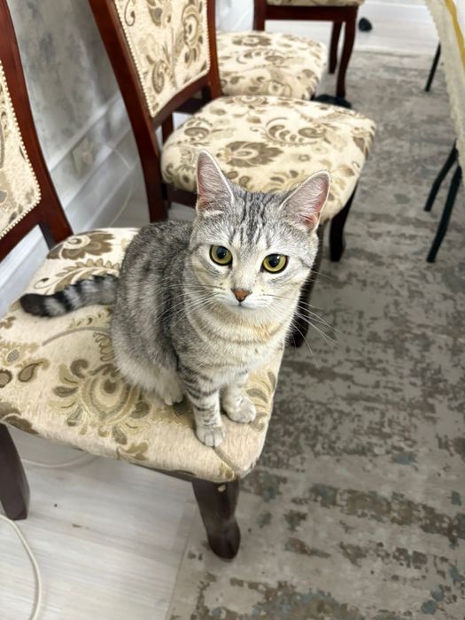 Кошка в хорошие руки