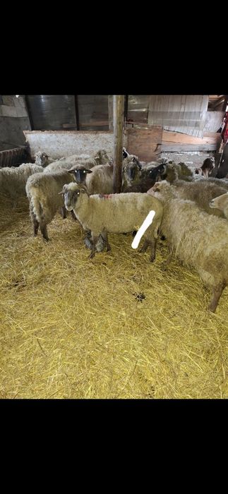Schimb sau vand 2 oi gestante