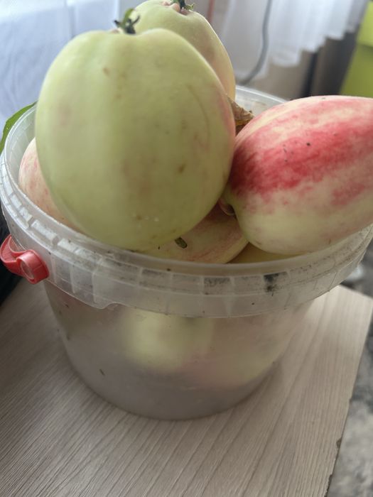 Продам яблоки  с дачи  2 литровое  ведро