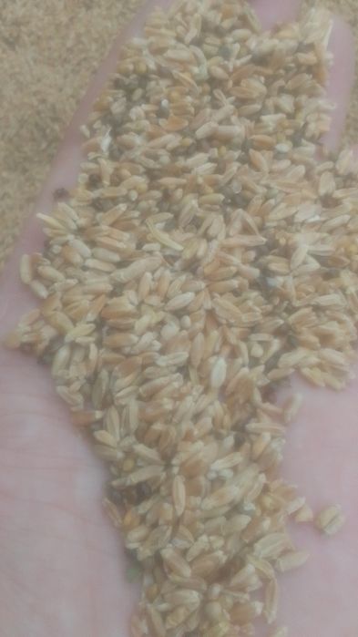 Отходы Зерноотходы Отруби