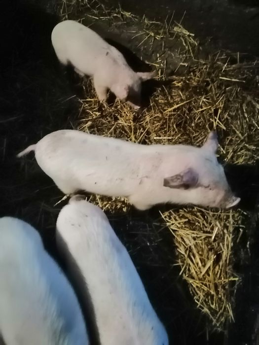 Продам   поросят