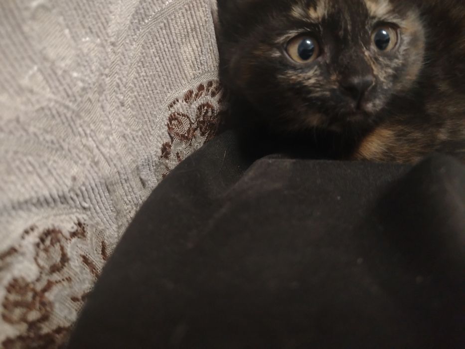 Котенок нюхачонок