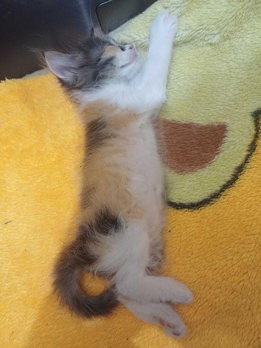Котята в хорошие руки