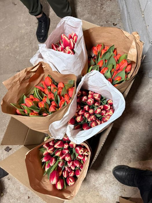Тюльпаны оптом и в розницу